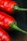 Product Food Photography | Melbourne Photography | Close up of fresh chillies